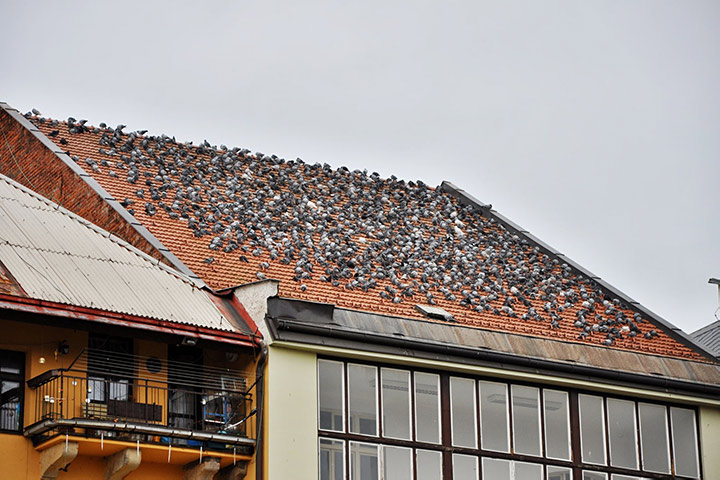 A2B Pest Control are able to install spikes to deter birds from roofs in Highams Park. 