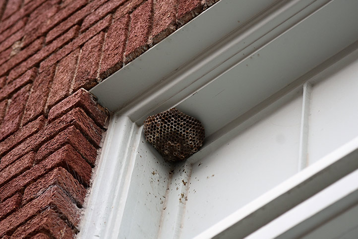 We provide a wasp nest removal service for domestic and commercial properties in Highams Park.